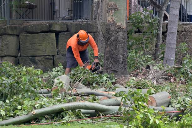Best Storm Damage Tree Cleanup  in York, AL